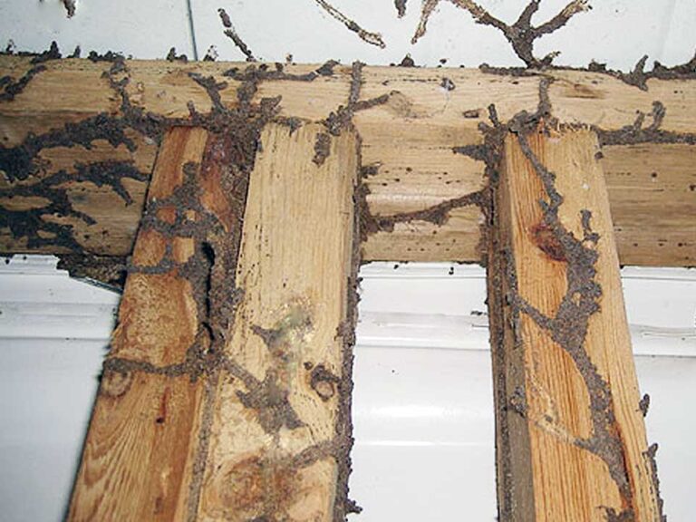 What Are The 3 Tips To Control Termites?