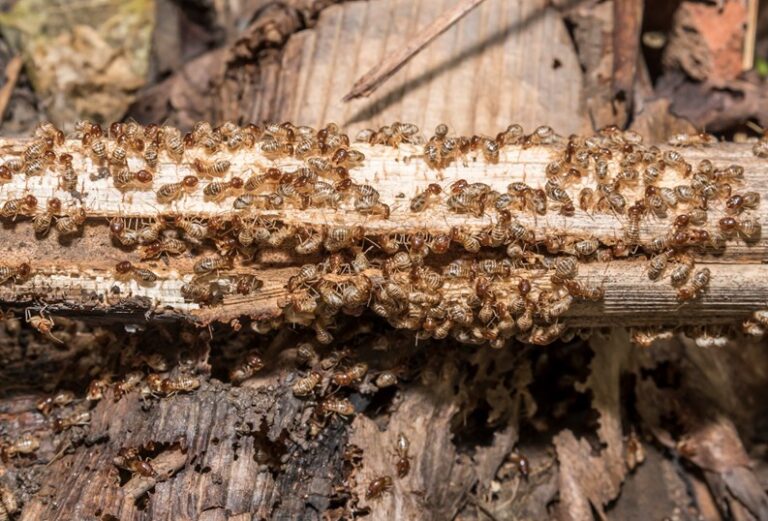 Identifying and Controlling Wood-Destroying Pests